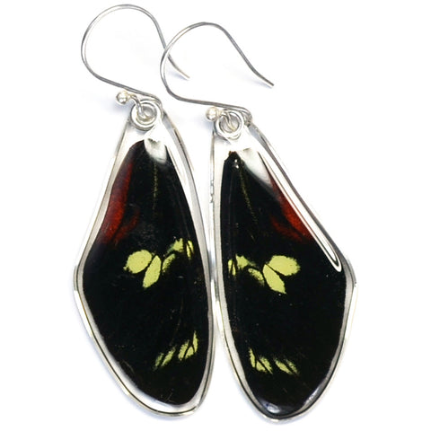 Butterfly earrings, Doris Longwing Butterfly, top wings