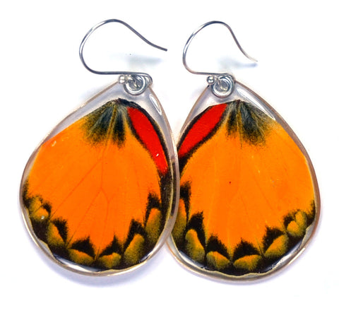 Butterfly earrings, Yellow Jezebel Butterfly, bottom wings