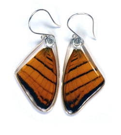 Butterfly Earrings, Orange Daggerwing, Top Wing