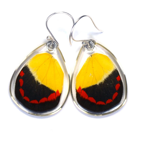 Butterfly Earrings, Timor Butterfly, Bottom Wing