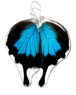 Butterfly Earrings, Mountain Blue Swallowtail, Bottom Wing
