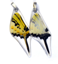 Butterfly Wing Pendant Only, Five Bar Swallowtail, Bottom Wing