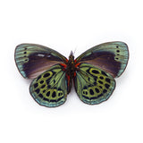 0590 Butterfly Wing Earrings, Leprieur's Beauty, top wings
