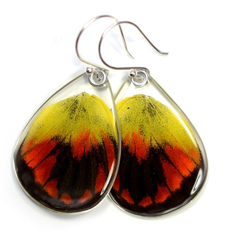 BU-0520-B-ER<BR>Butterfly earrings, Red Delias Butterfly. bottom wings