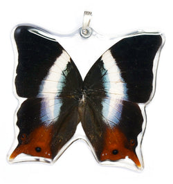 Whole Butterfly Pendant Only, SS bail, Violet-banded Palla