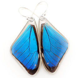 Butterfly earrings, Blue Morpho Aega, top wings