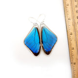 Butterfly earrings, Blue Morpho Aega, top wings