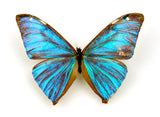Butterfly earrings, Blue Morpho Aega, bottom wings