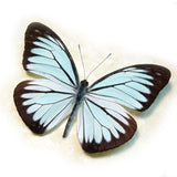 Butterfly earrings, Wanderer Butterfly, bottom wings