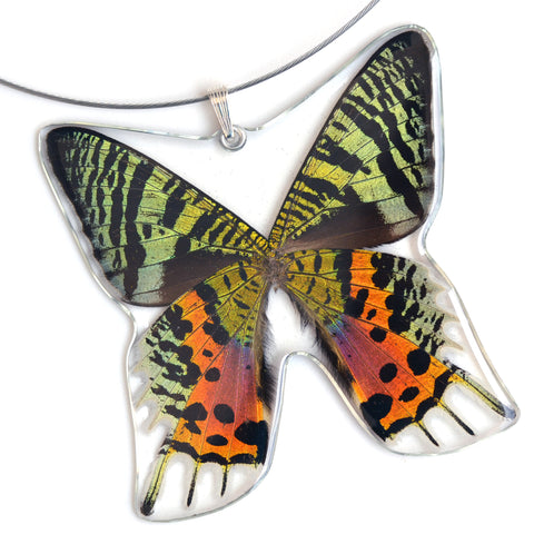 Whole Butterfly Pendant, Sunset Moth