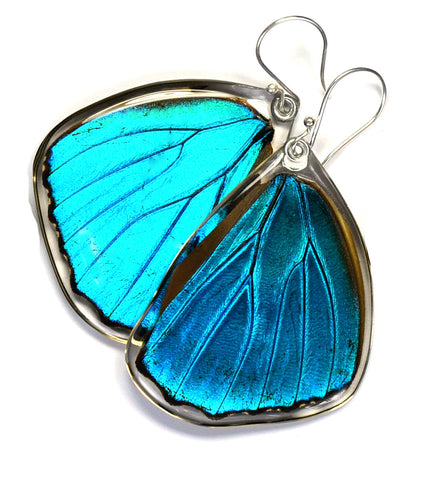 Real Butterfly earrings, Blue Morpho Menelaus Butterfly, bottom wings