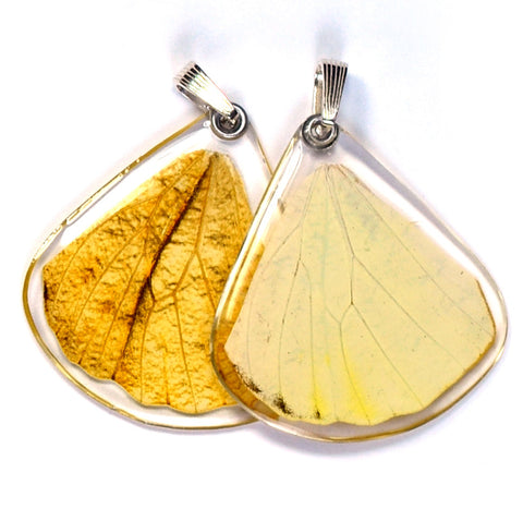 Butterfly wing pendant ONLY, Hebomoia Glaucippe, bottom wing