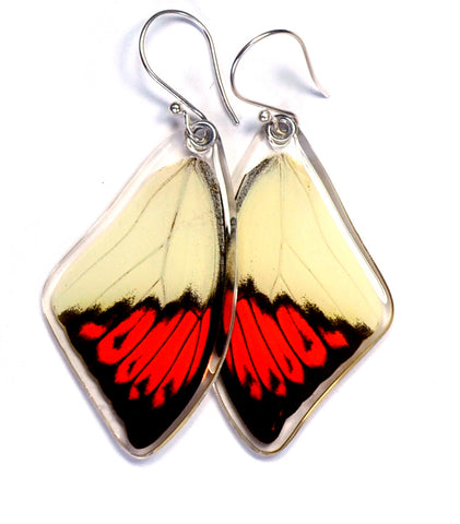 Real Butterfly earrings, Hebomoia Glaucippe, top wings