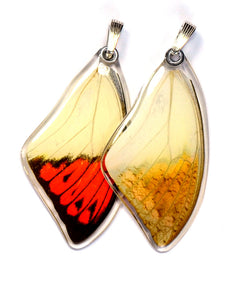 Butterfly wing pendant ONLY, Hebomoia Glaucippe, top wing
