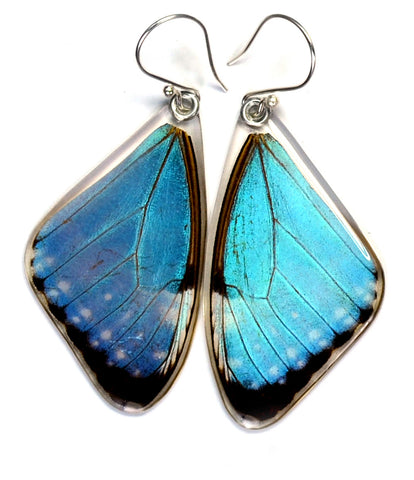 Butterfly earrings, Blue Morpho Portis, top wings