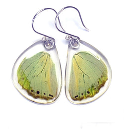 Butterfly earrings, Charaxes Eupale, bottom wings