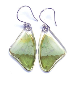 Butterfly earrings, Charaxes Eupale, top wings