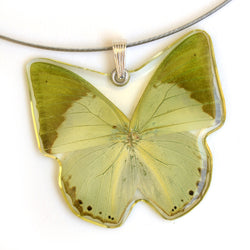 Whole Butterfly Pendant, Charaxes Eupale
