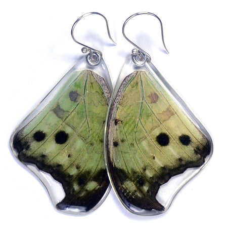 Butterfly earrings, Salamis Parhasus, top wings
