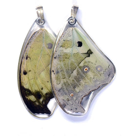 Butterfly wing pendant ONLY, Salamis Parhasus, top wing
