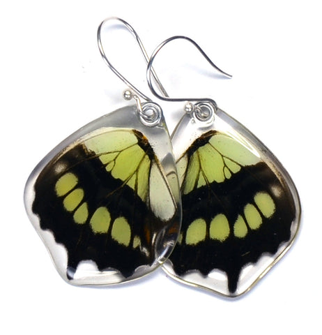 Butterfly earrings, Siproeta Stelenes, bottom wings