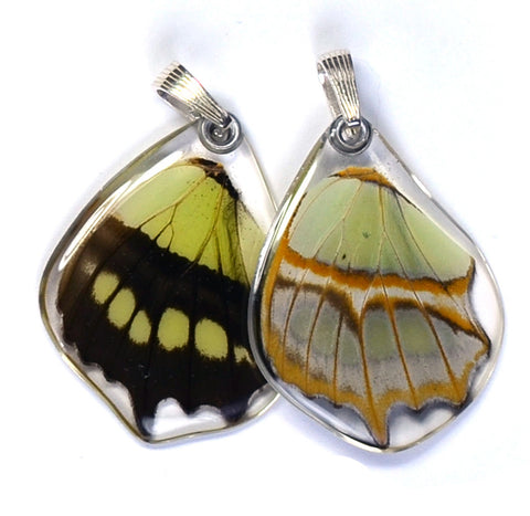 Butterfly wing pendant ONLY, Siproeta Stelenes, bottom wing