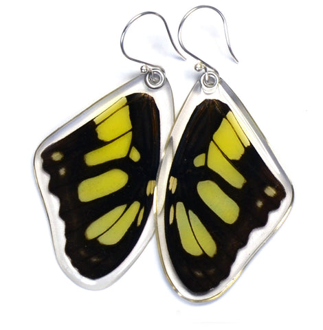 Butterfly earrings, Siproeta Stelenes, top wings