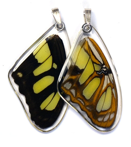 Butterfly wing pendant ONLY, Siproeta Stelenes, top wing