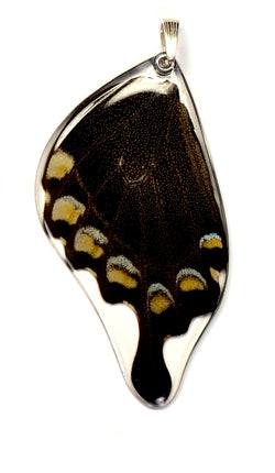 Butterfly wing pendant ONLY, Peacock Swallowtail Butterfly, bottom wing