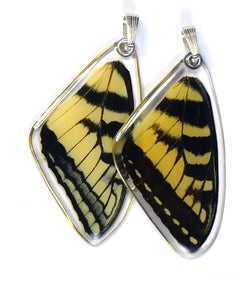 Butterfly wing pendant ONLY, Eastern Tiger Swallowtail Butterfly, top wing