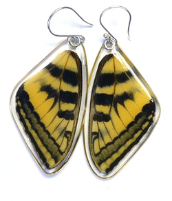 Butterfly earrings, Eastern Tiger Swallowtail Butterfly, top wings