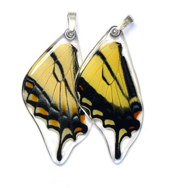 Butterfly wing pendant ONLY, Eastern Tiger Swallowtail Butterfly, bottom wing