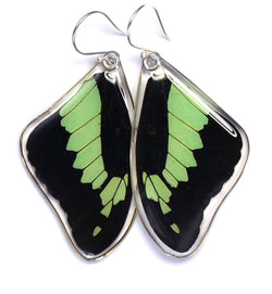 Butterfly earrings, Apple Green Swallowtail Butterfly, top wings