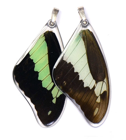 Butterfly wing pendant ONLY, Apple Green Swallowtail Butterfly, top wing