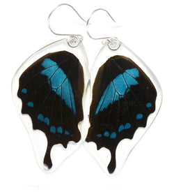 Butterfly earrings, Blue Swallowtail Oribazus Butterfly, bottom wings