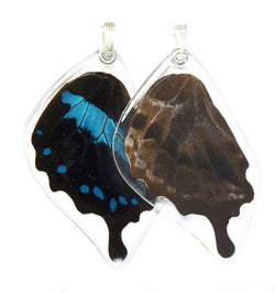 Butterfly wing pendant ONLY, Blue Swallowtail Oribazus Butterfly, bottom wing