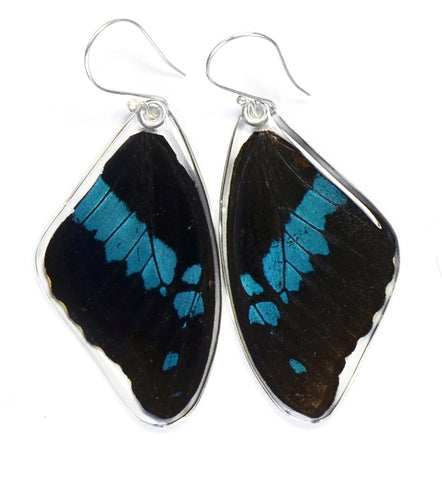 Butterfly earrings, Blue Swallowtail Oribazus Butterfly, top wings