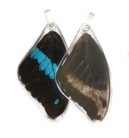 Butterfly wing pendant ONLY, Blue Swallowtail Oribazus Butterfly, top wing