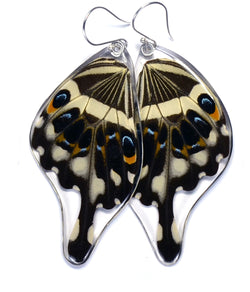 Butterfly earrings, Central Emperor Swallowtail Butterfly, bottom wings