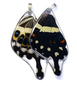 Butterfly wing pendant ONLY, Central Emperor Swallowtail Butterfly, bottom wing