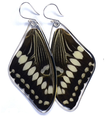 Butterfly earrings, Central Emperor Swallowtail Butterfly, top wings