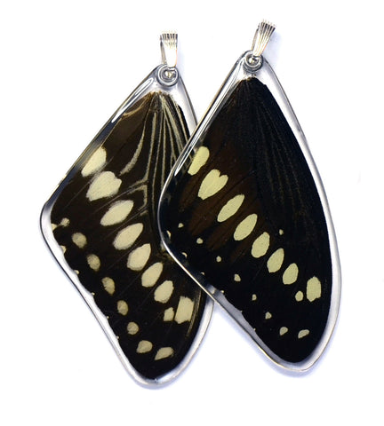 Butterfly wing pendant ONLY, Central Emperor Swallowtail Butterfly, top wing