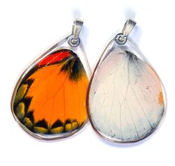 Butterfly wing pendant ONLY, Yellow Jezebel Butterfly, bottom wing