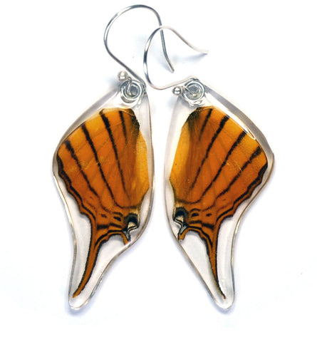 Butterfly Earrings, Orange Daggerwing, Bottom Wing