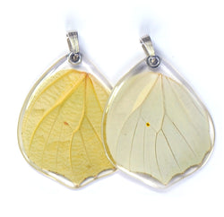Butterfly Pendant Only, White Angled Sulphur, Bottom Wing