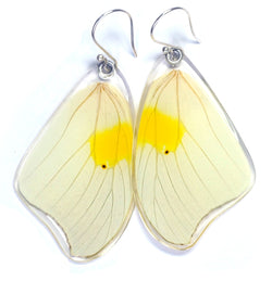 Butterfly Earrings, White Angled Sulphur, Top Wing