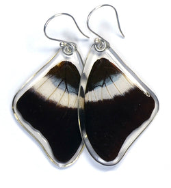 Butterfly Earrings, Violet Banded Palla, Top Wing