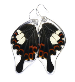 Butterfly Earrings, Papilio Helenus, Bottom Wing