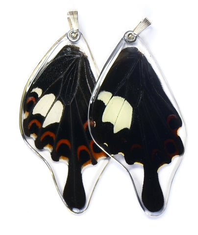 Butterfly Pendant Only, Papilio Helenus, Bottom Wing