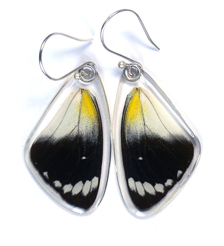 Butterfly Earrings, Timor Butterfly, Top Wing